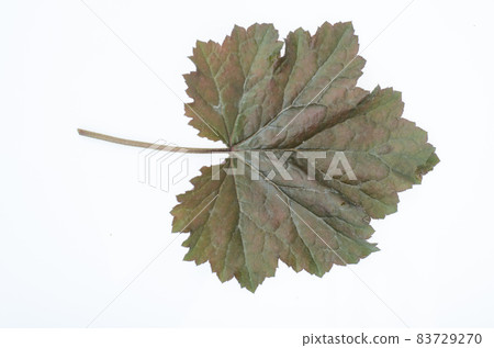 Purple heuchera leaf isolated on white background. Studio Photo. 83729270
