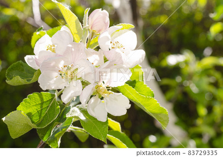Apple tree branch with delicate white-pink flowers. Studio Photo Apple tree branch with delicate white-pink flowers. Studio Photo 83729335
