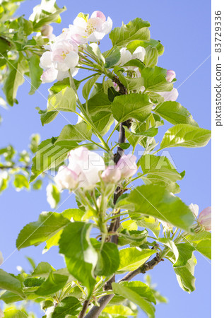 Apple tree branch with delicate white-pink flowers. Studio Photo Apple tree branch with delicate white-pink flowers. Studio Photo 83729336