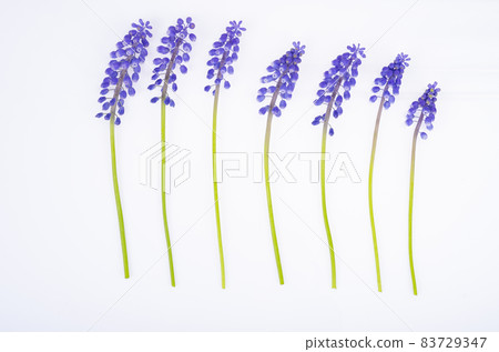 Blue muscari flowers on white background. Studio Photo 83729347