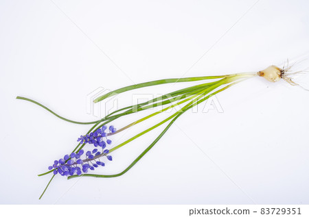 Blue muscari flowers on white background. Studio Photo Blue muscari flowers on white background. Studio Photo 83729351