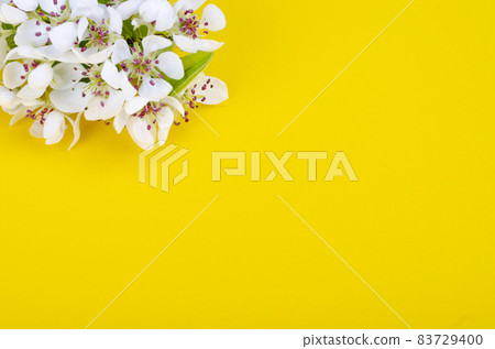 Branch of ornamental garden shrub with yellow flowers, Mahonia aquifolia. Studio Photo 83729400