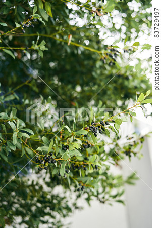 Black ripe olives on green branches. Close-up 83729497
