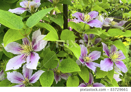 Flowers of garden clematis on green bush. Studio Photo. Flowers of garden clematis on green bush. Studio Photo. 83729661
