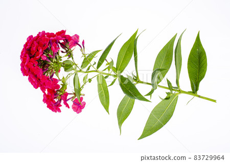 Bright garden flower of red shade isolated on white background. Studio Photo Bright garden flower of red shade isolated on white background. Studio Photo 83729964