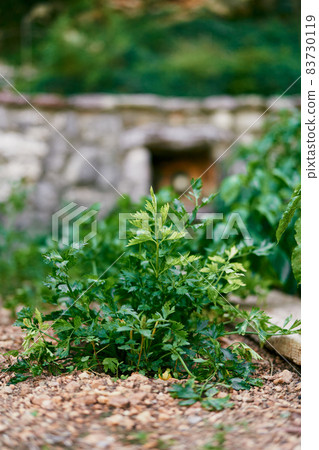 Green parsley bush growing on the ground Green parsley bush growing on the ground 83730119