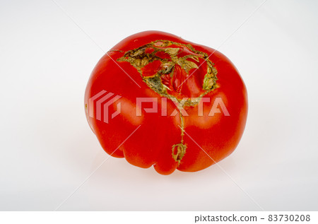 Diseases of tomatoes, top rot on fruits. Studio Photo 83730208