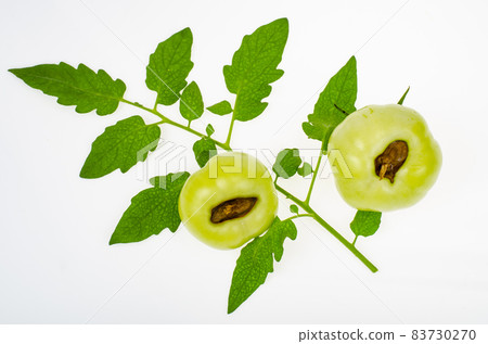 Diseases of tomatoes, top rot on fruits. Studio Photo Diseases of tomatoes, top rot on fruits. Studio Photo 83730270