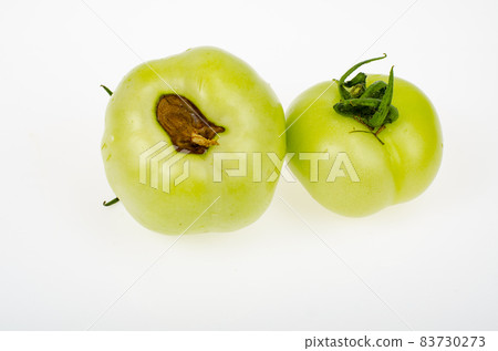 Diseases of tomatoes, top rot on fruits. Studio Photo Diseases of tomatoes, top rot on fruits. Studio Photo 83730273