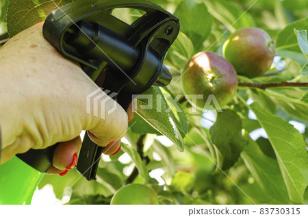 Spraying vegetables and garden plants with pesticides to protect against diseases and pests with hand sprayer 83730315