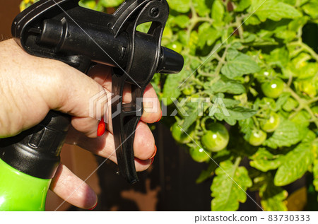 Spraying vegetables and garden plants with pesticides to protect against diseases and pests with hand sprayer Spraying vegetables and garden plants with pesticides to protect against diseases and pests with hand sprayer 83730333