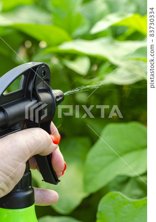 Spraying vegetables and garden plants with pesticides to protect against diseases and pests with hand sprayer Spraying vegetables and garden plants with pesticides to protect against diseases and pests with hand sprayer 83730334