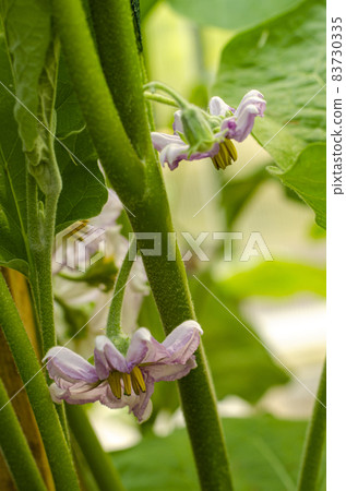 Blooming purple flowers eggplant on bush. Studio Photo Blooming purple flowers eggplant on bush. Studio Photo 83730335