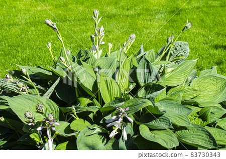 Leaves and flowers garden hosta plants. Studio Photo Leaves and flowers garden hosta plants. Studio Photo 83730343