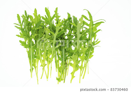 Fresh green farm arugula leaves for cooking use. Studio Photo 83730460