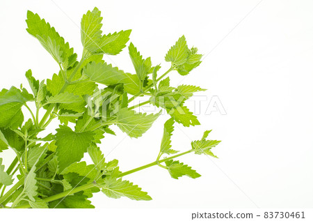 Fresh garden herb Melissa officinalis. Studio Photo Fresh garden herb Melissa officinalis. Studio Photo 83730461