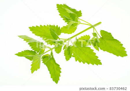 Fresh garden herb Melissa officinalis. Studio Photo 83730462