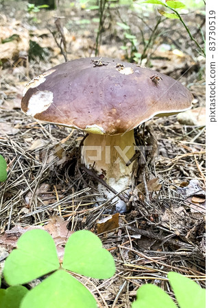 Edible wild mushroom boletus grows in forest. Studio Photo. Edible wild mushroom boletus grows in forest. Studio Photo. 83730519