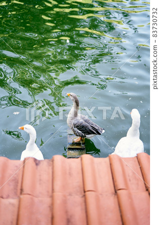 Ducks stand on perches in the pond. Top view Ducks stand on perches in the pond. Top view 83730732