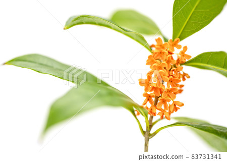 Kinmokusei花 83731341