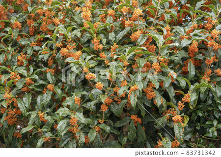 桂花和被蟲蛀的葉子 83731342