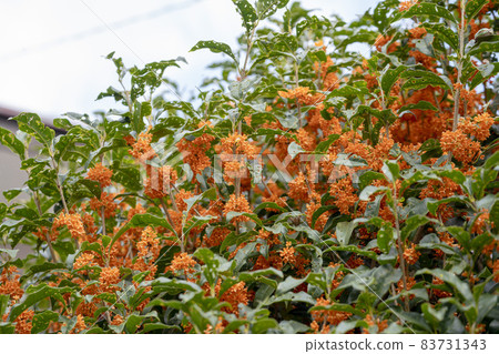 桂花和被蟲蛀的葉子 桂花和被蟲蛀的葉子 83731343