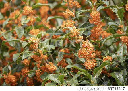 桂花和被蟲蛀的葉子 83731347