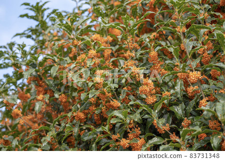 Osmanthus flower, leaf full of holes 83731348