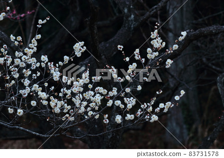 It bears the cold and blooms elegantly 83731578