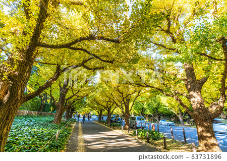 日本東京城市景觀 神宮外苑的銀杏樹景觀 83731896