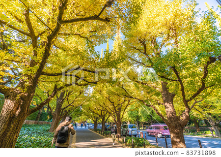 Tokyo cityscape of Japan View of Jingu Gaien's row of ginkgo trees Tokyo cityscape of Japan View of Jingu Gaien's row of ginkgo trees 83731898