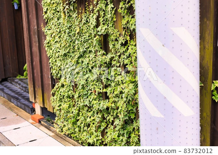 Ivy plants crawling on the wooden fence of an old house 83732012