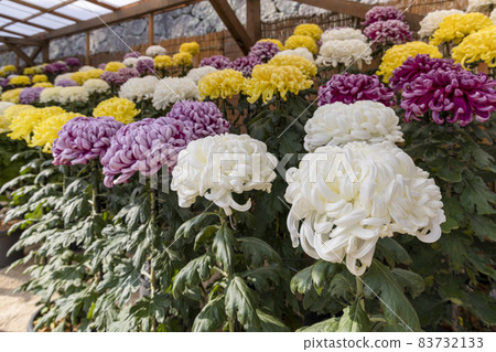 Matsue Chrysanthemum Flower Exhibition: Colorful large chrysanthemums 83732133