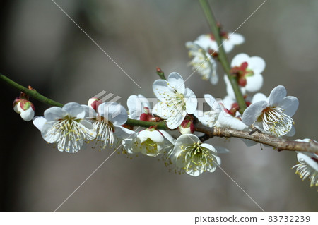 It bears the cold and blooms elegantly It bears the cold and blooms elegantly 83732239