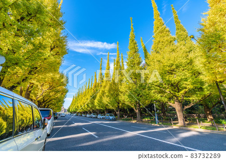 Tokyo cityscape of Japan View of Jingu Gaien's row of ginkgo trees Tokyo cityscape of Japan View of Jingu Gaien's row of ginkgo trees 83732289