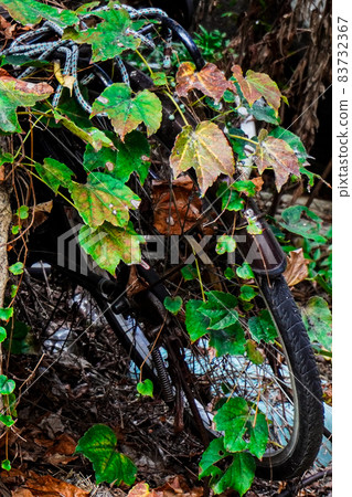 Broken bicycle with entwined vines 2 Broken bicycle with entwined vines 2 83732367