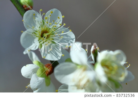 耐寒，綻放優雅 83732536