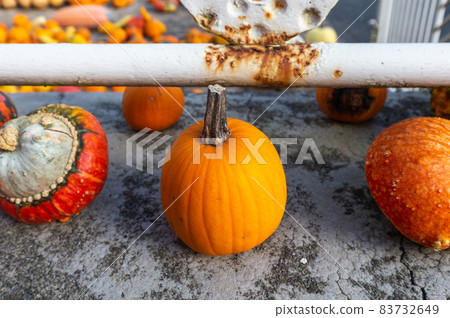 A lot of mini pumpkin at outdoor farmers market A lot of mini pumpkin at outdoor farmers market 83732649
