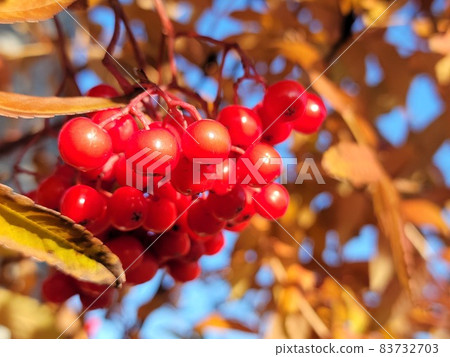 紅果羅文在藍天中閃耀 83732703