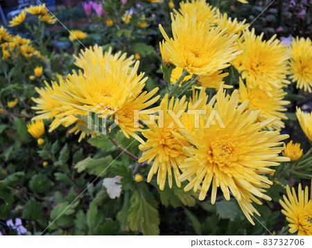 食用菊花牡蠣源黃色食用花開花 83732706