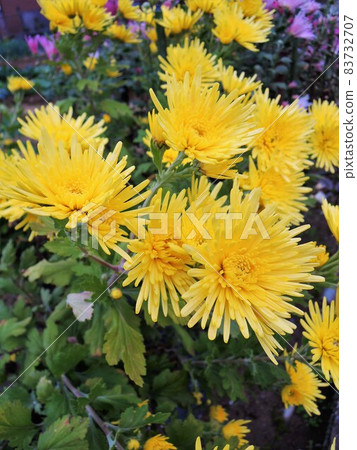 食用菊花牡蠣源黃色食用花 83732707
