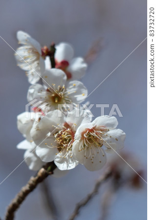 耐寒，綻放優雅 83732720