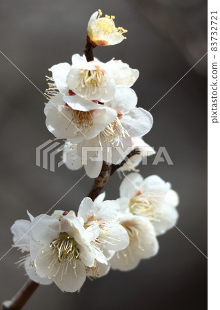 耐寒,綻放優雅 耐寒,綻放優雅 83732721