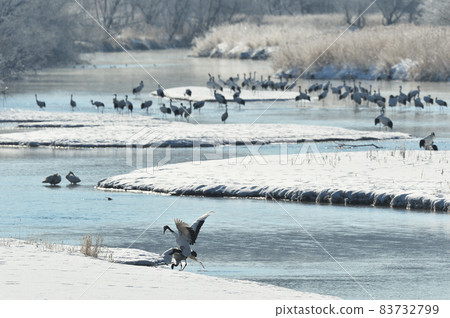 Mating behavior with Japanese cranes gathered in the roost (Tsurui, Hokkaido) Mating behavior with Japanese cranes gathered in the roost (Tsurui, Hokkaido) 83732799