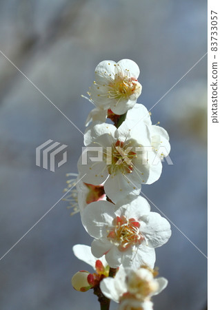 It bears the cold and blooms elegantly 83733057