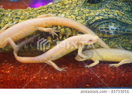 Iberian ribbed newt albino white individual newt amphibian 83733058