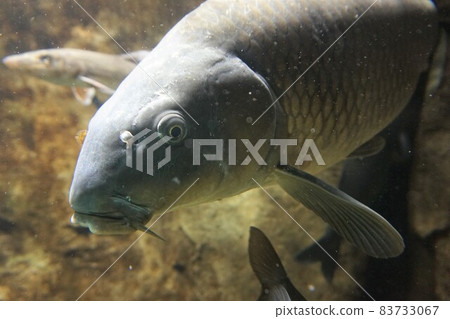 鯉魚 鯉魚 淡水魚 野生 goy magoi jigoi nogoi 83733067