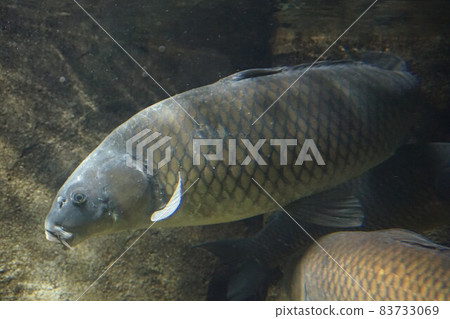 Carp carp fish freshwater fish wild goy magoi jigoi nogoi 83733069
