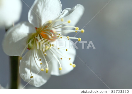 耐寒,綻放優雅 耐寒,綻放優雅 83733320