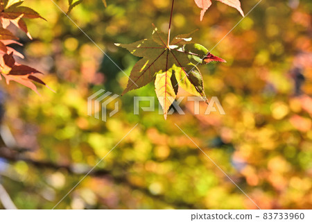 Just autumn leaves Just autumn leaves 83733960